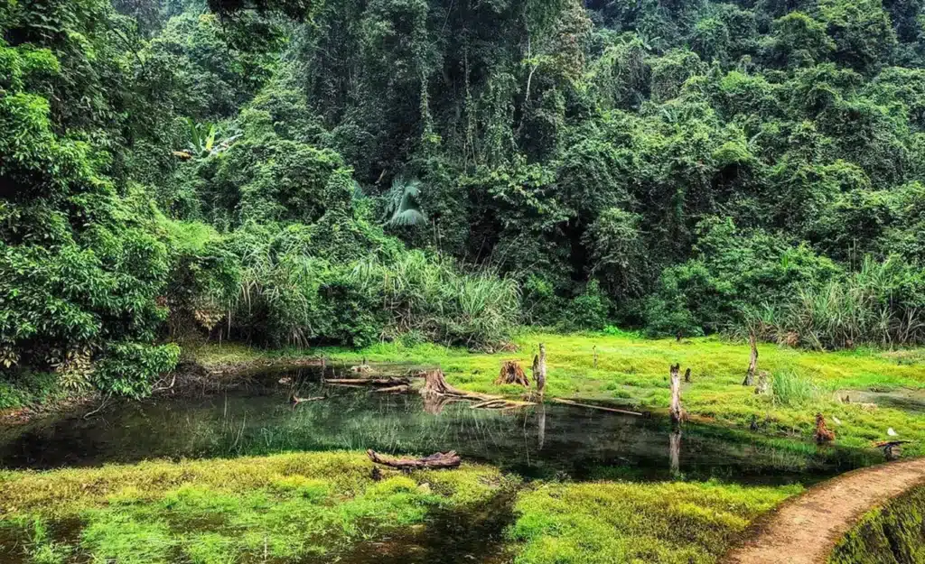 Cuc Phương Forest